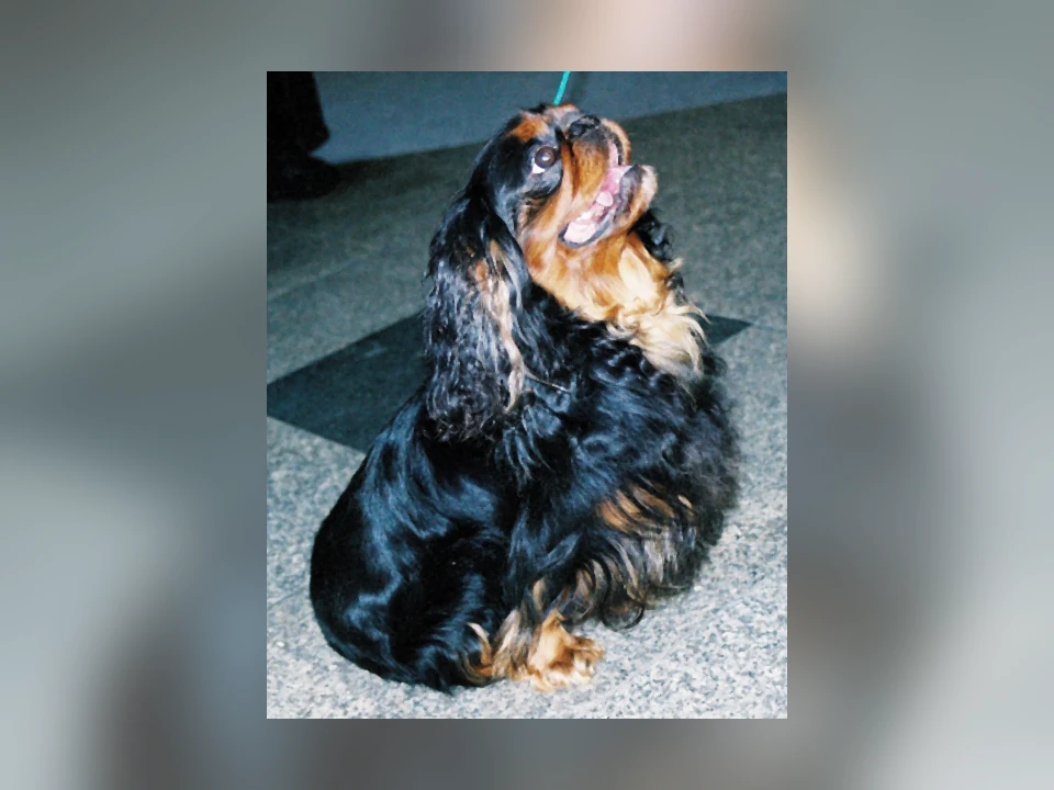 English Toy Spaniel dog in a natural setting