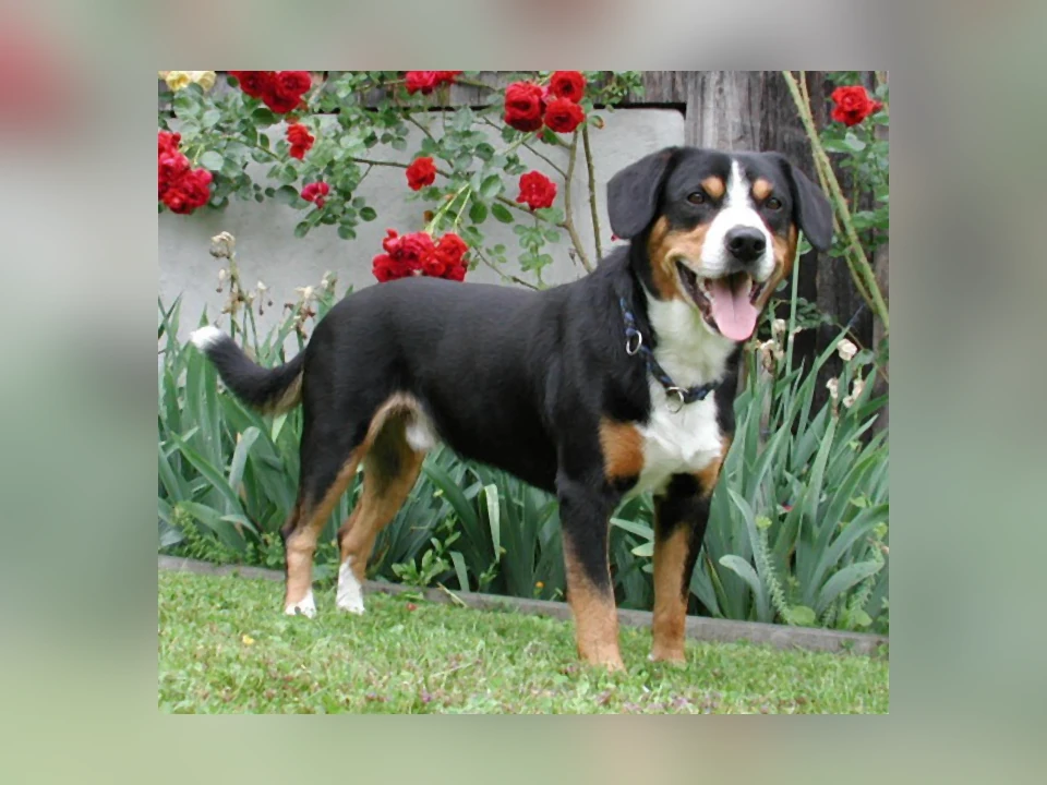 Entlebucher Mountain Dog in a natural setting