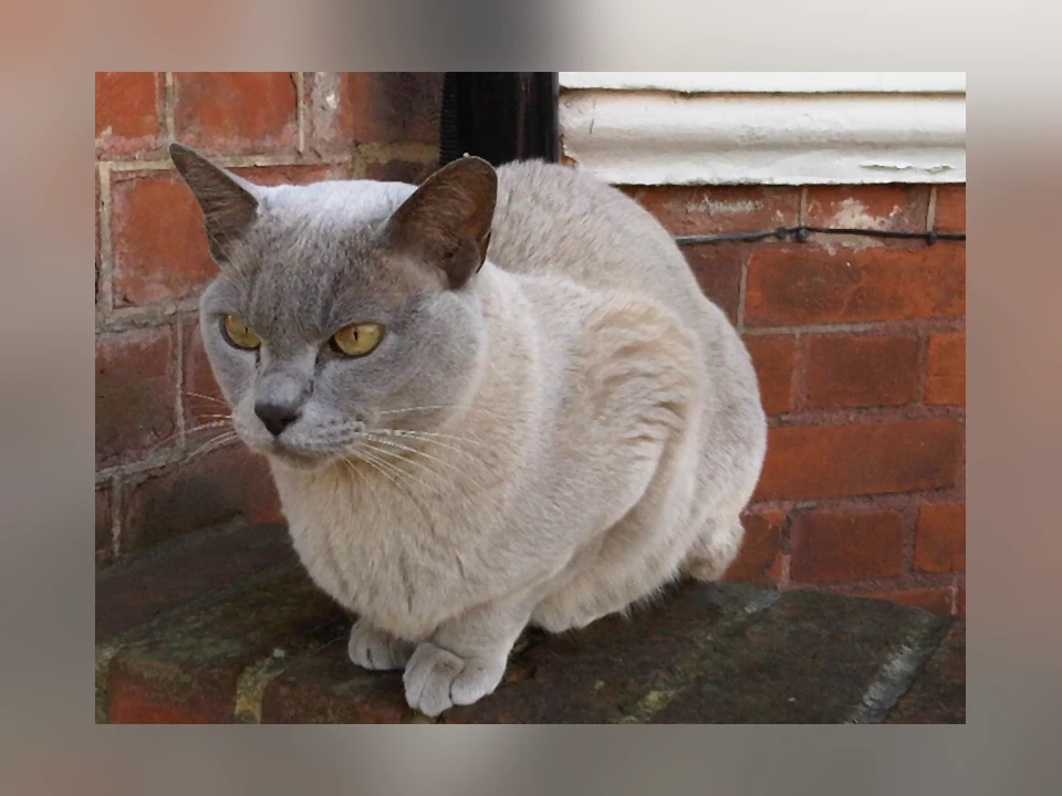 European Burmese cat in a natural setting