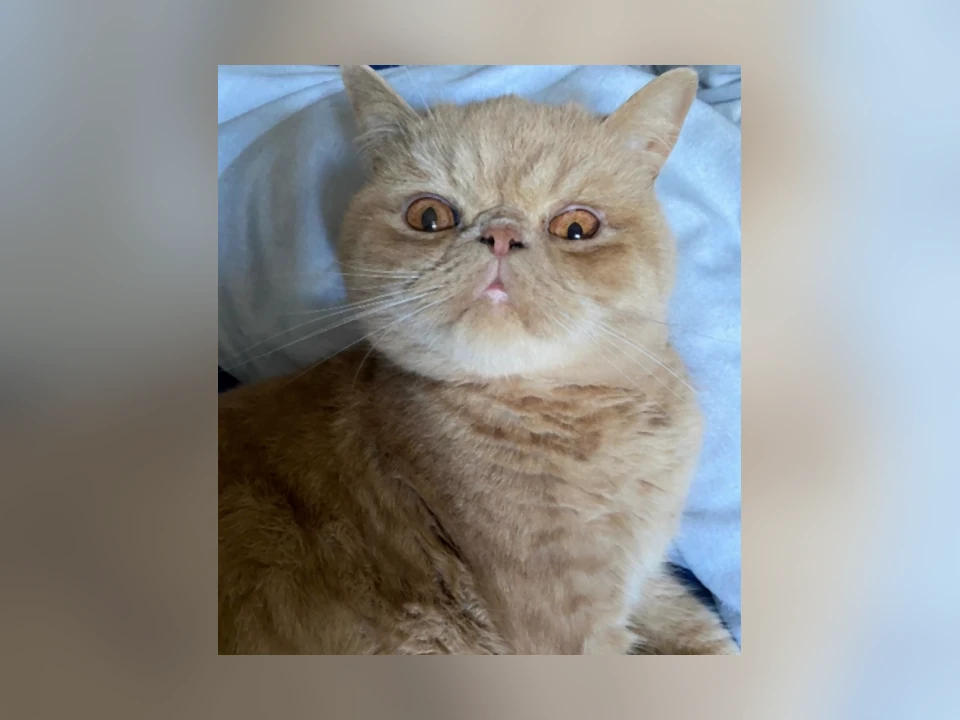 Exotic Shorthair cat in a natural setting