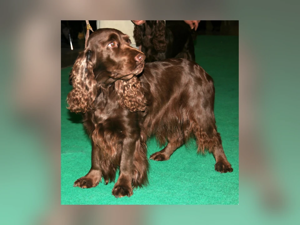 Field Spaniel dog in a natural setting
