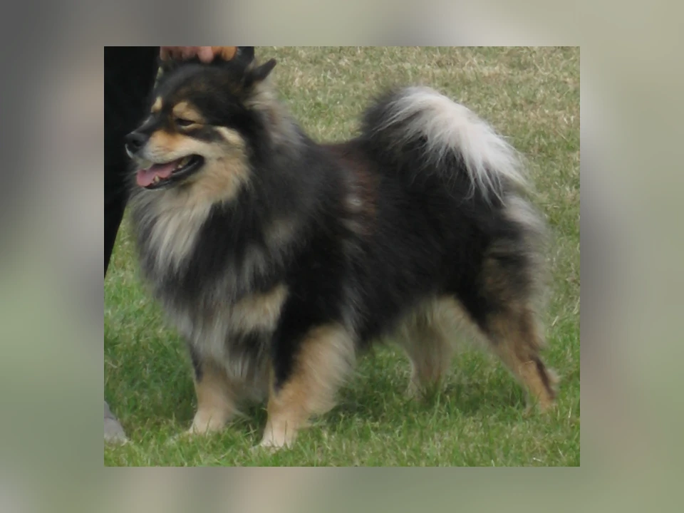 Finnish Lapphund dog in a natural setting