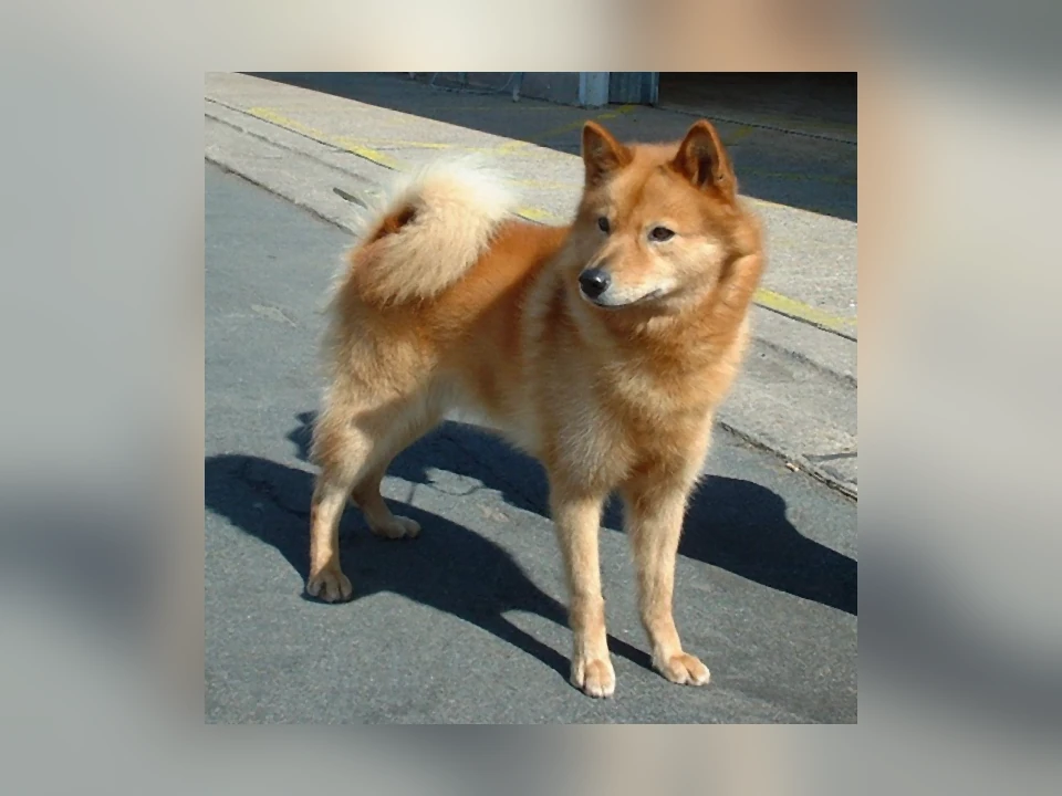 Finnish Spitz dog in a natural setting