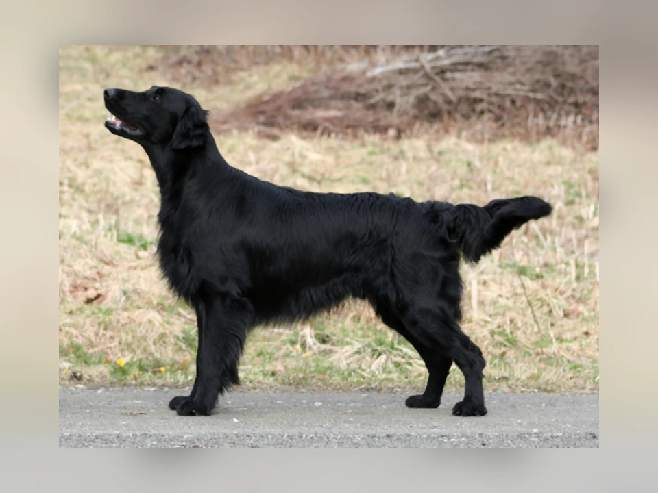 Flat-Coated Retriever dog in a natural setting
