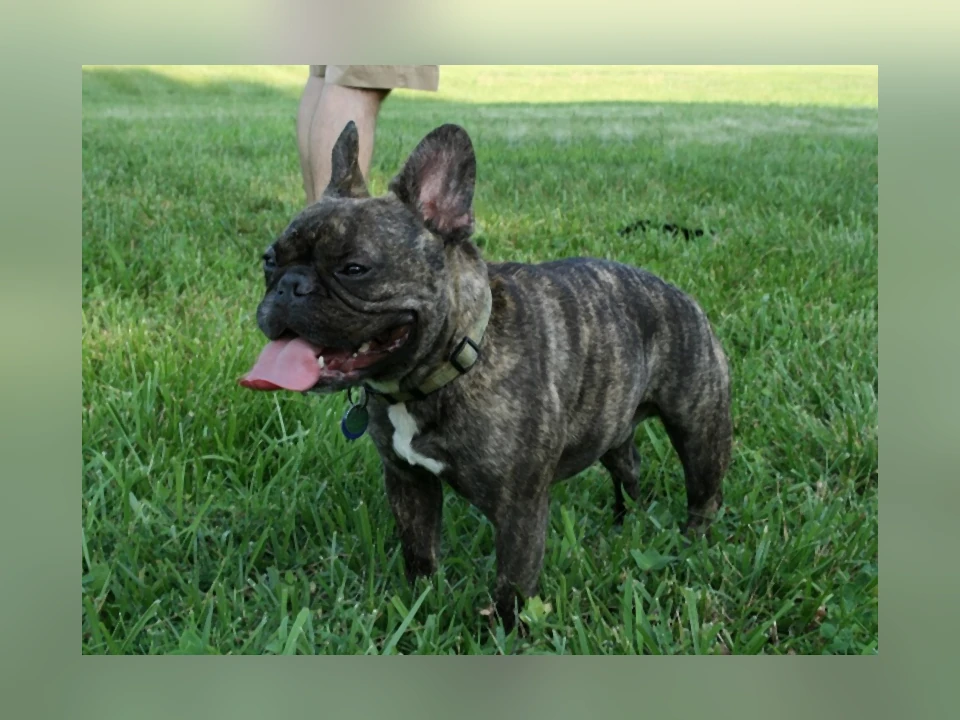French Bulldog dog in a natural setting