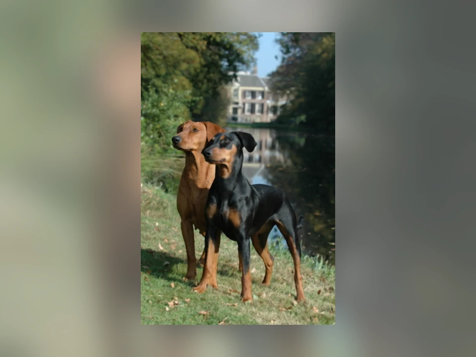 German Pinscher dog in a natural setting