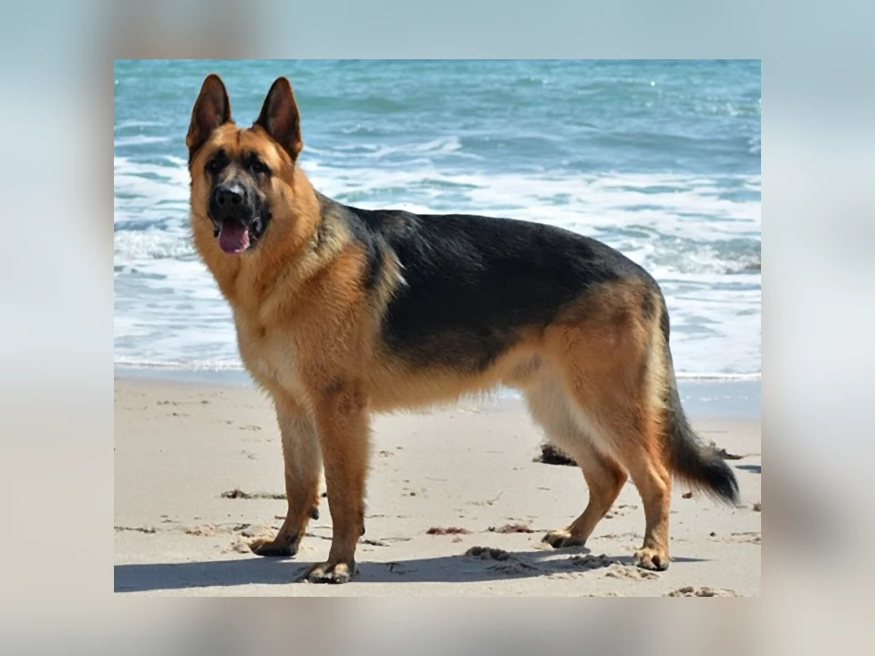 German Shepherd dog in a natural setting