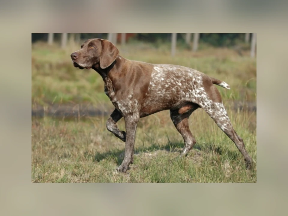German Shorthaired Pointer dog in a natural setting