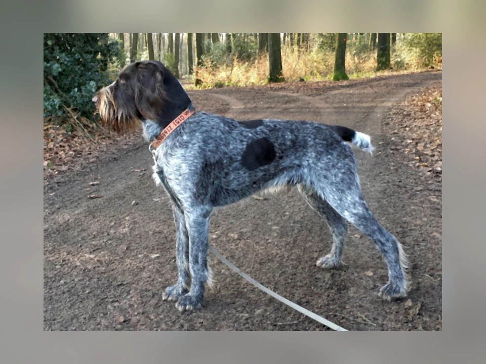 German Wirehaired Pointer dog in a natural setting