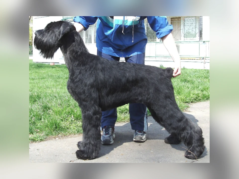 Giant Schnauzer dog in a natural setting