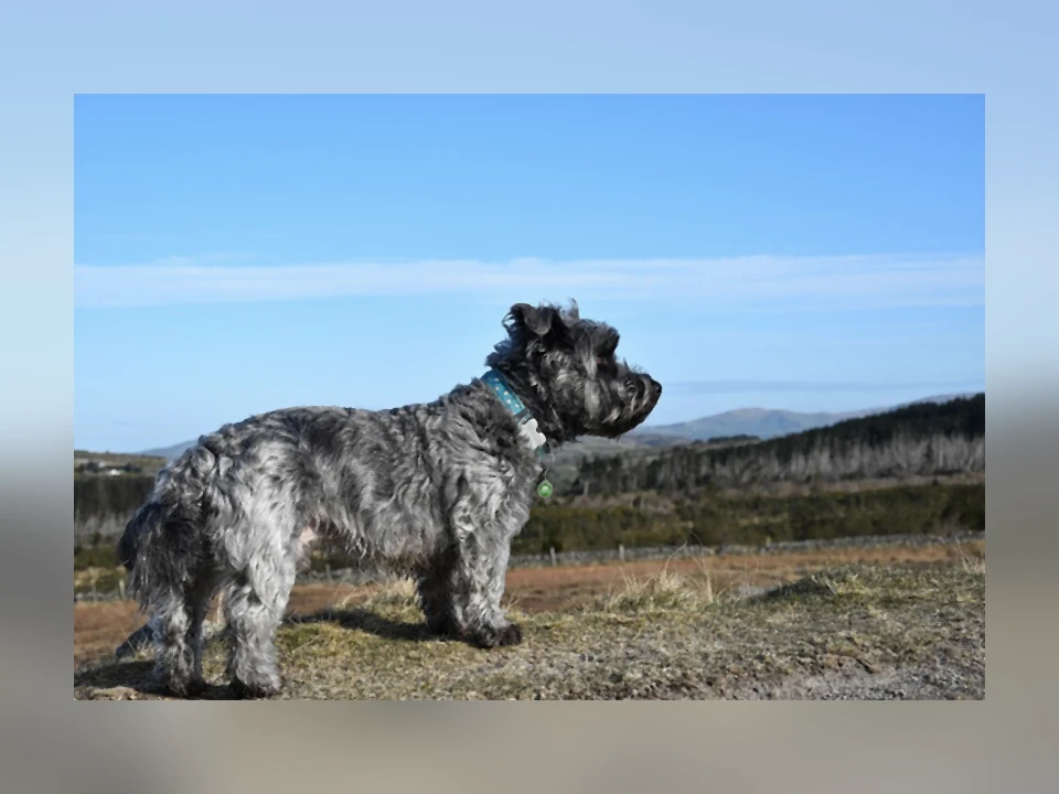 Glen of Imaal Terrier dog in a natural setting