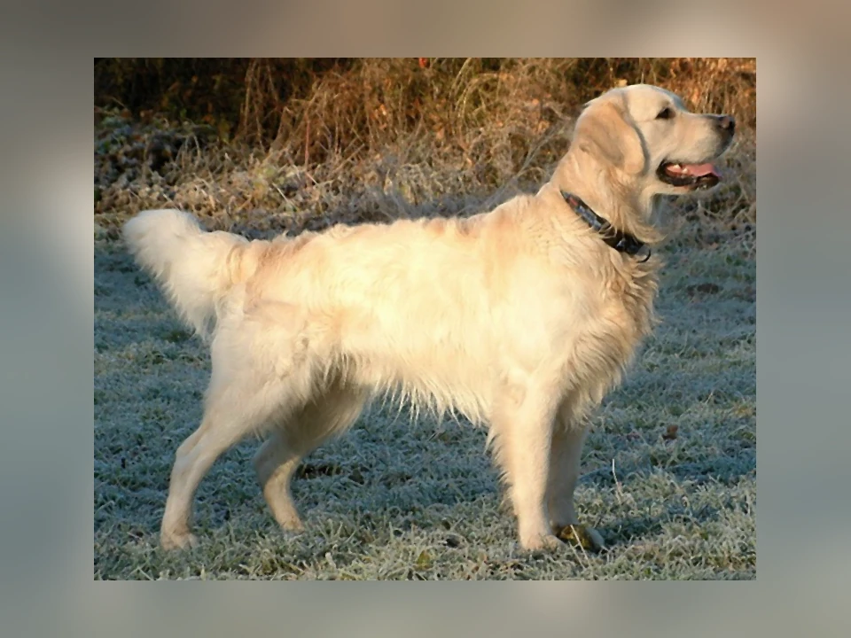 Golden Retriever dog in a natural setting