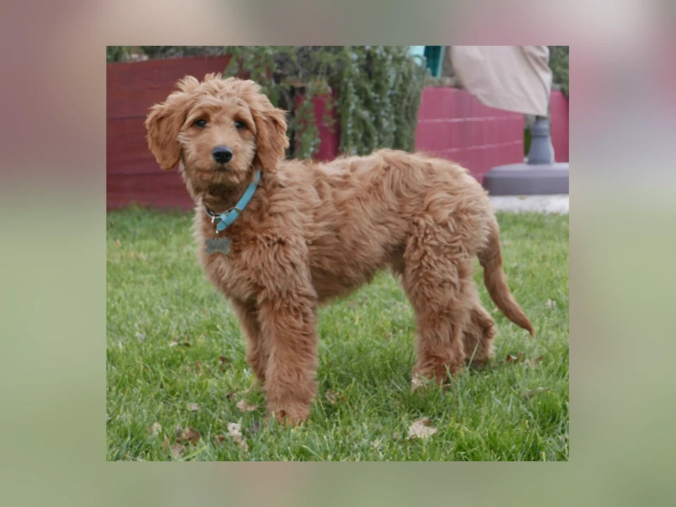 Goldendoodle dog in a natural setting
