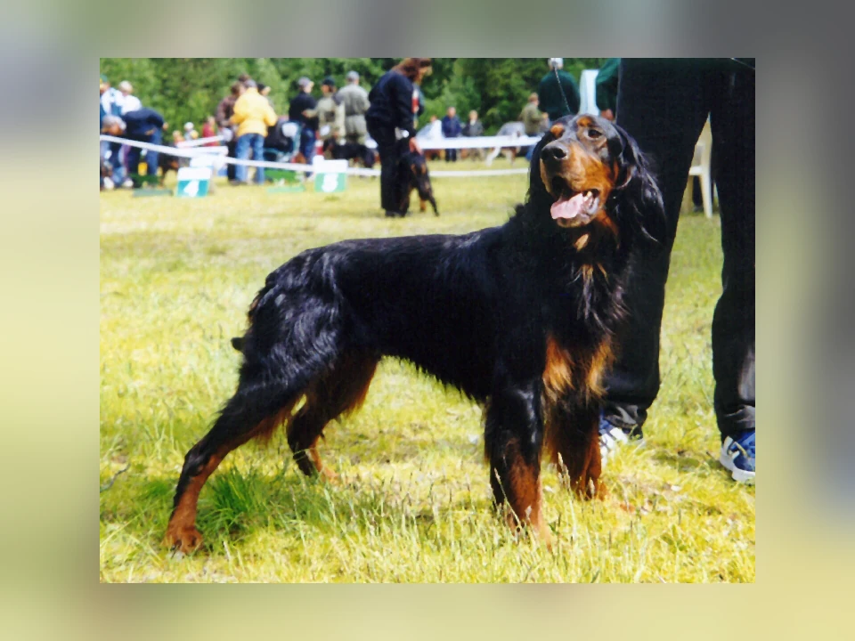 Gordon Setter dog in a natural setting