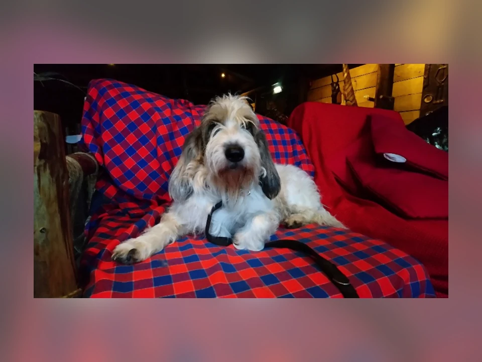 Grand Basset Griffon Vendeen dog in a natural setting