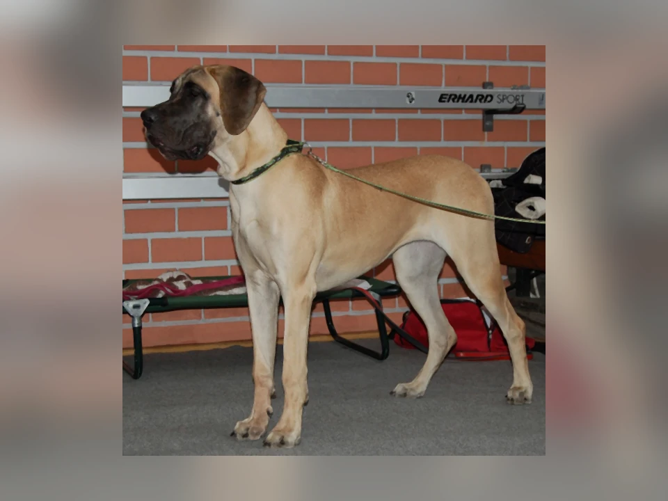 Great Dane dog in a natural setting