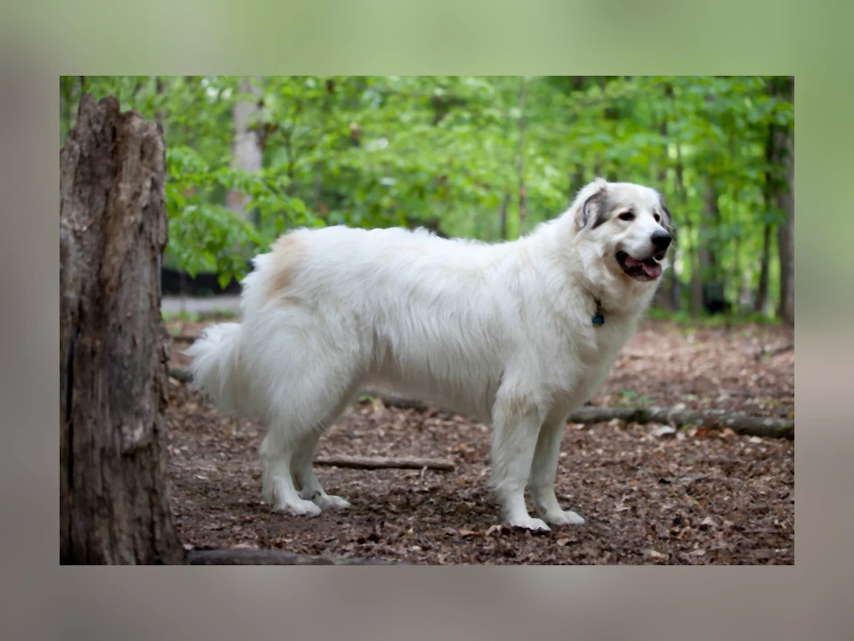 Great Pyrenees dog in a natural setting
