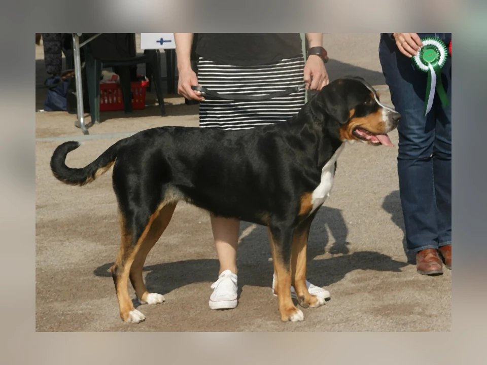 Greater Swiss Mountain Dog in a natural setting