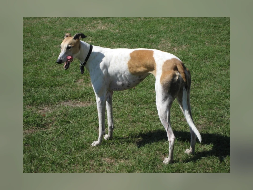 Greyhound dog in a natural setting