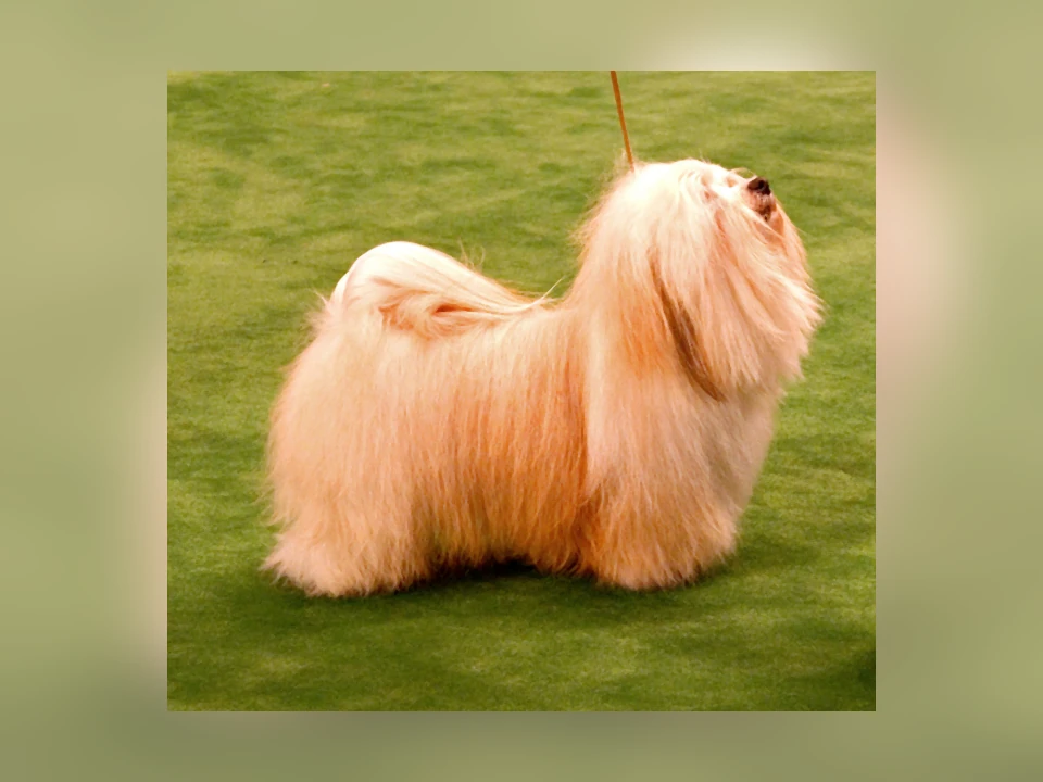 Havanese dog in a natural setting