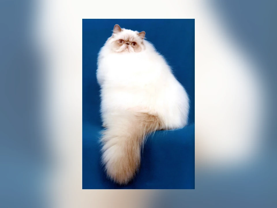 Himalayan cat in a natural setting