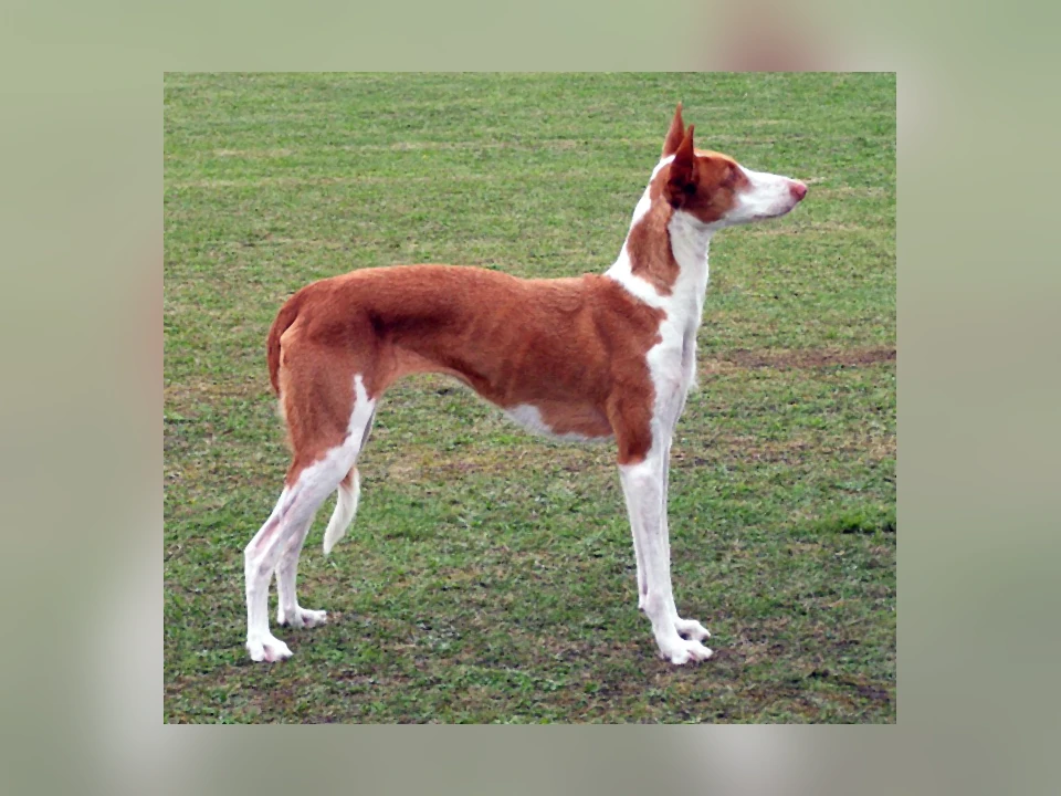 Ibizan Hound dog in a natural setting