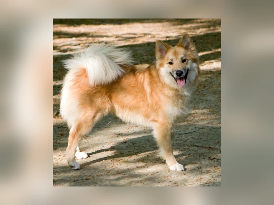 Icelandic Sheepdog dog in a natural setting