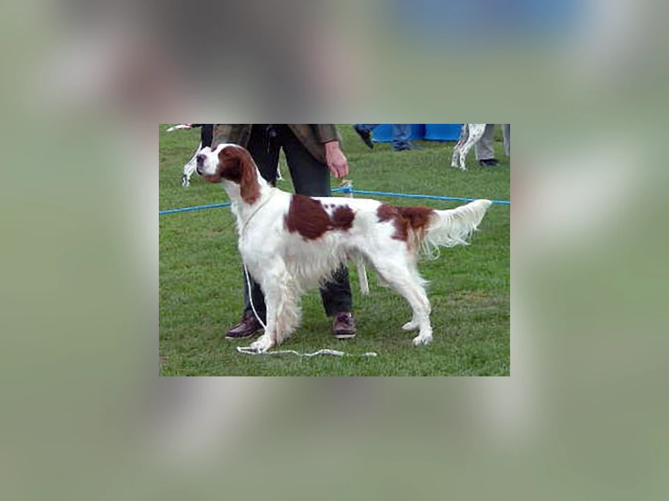 Irish Red and White Setter dog in a natural setting