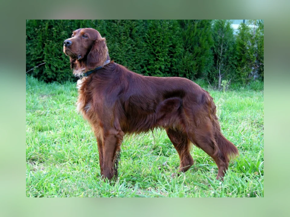 Irish Setter dog in a natural setting