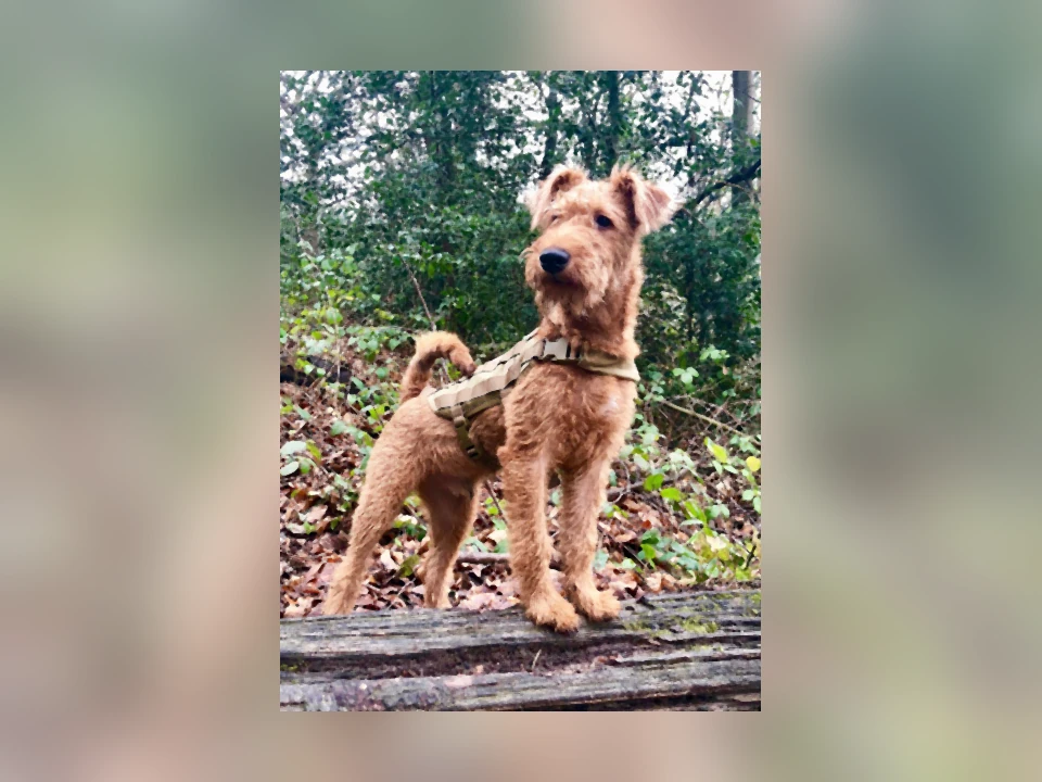 Irish Terrier dog in a natural setting