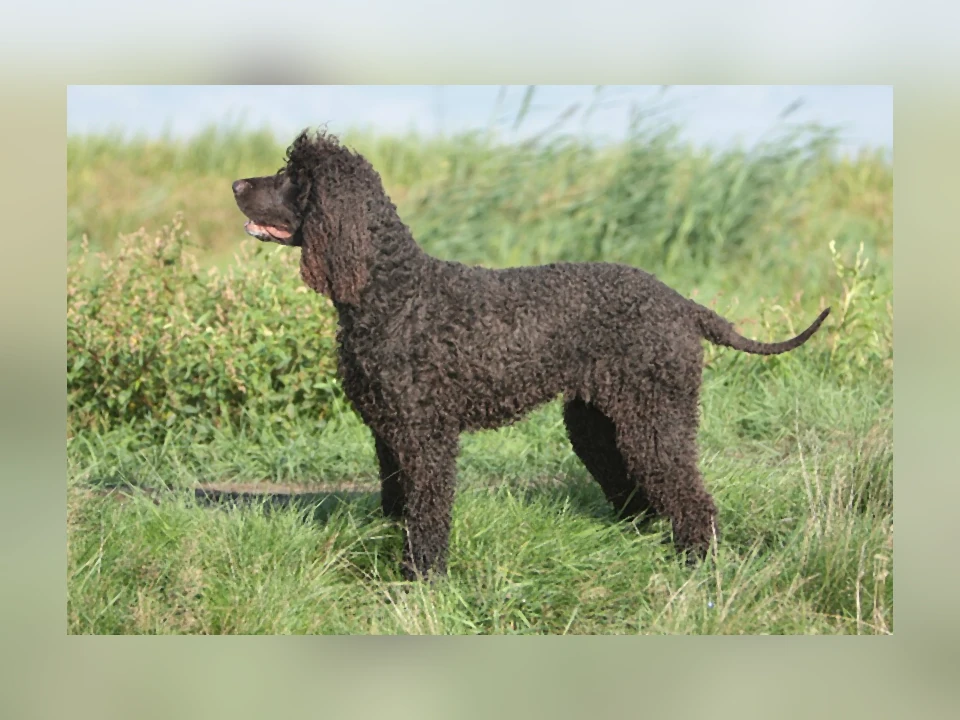Irish Water Spaniel dog in a natural setting