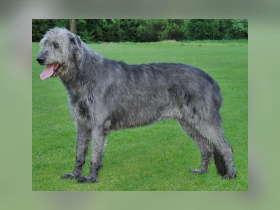 Irish Wolfhound dog in a natural setting