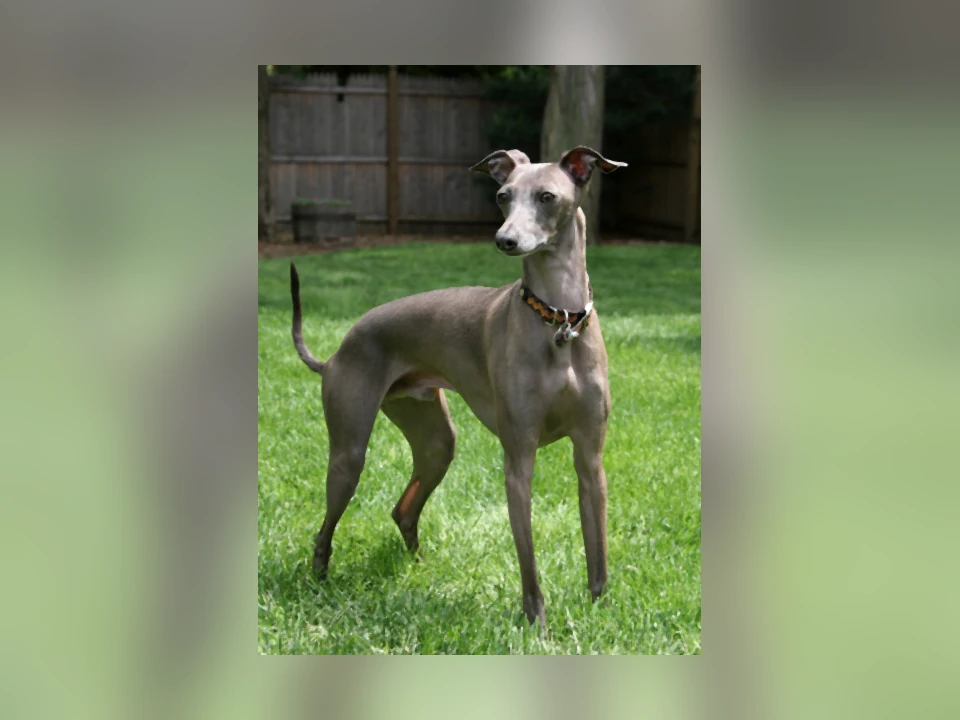 Italian Greyhound dog in a natural setting