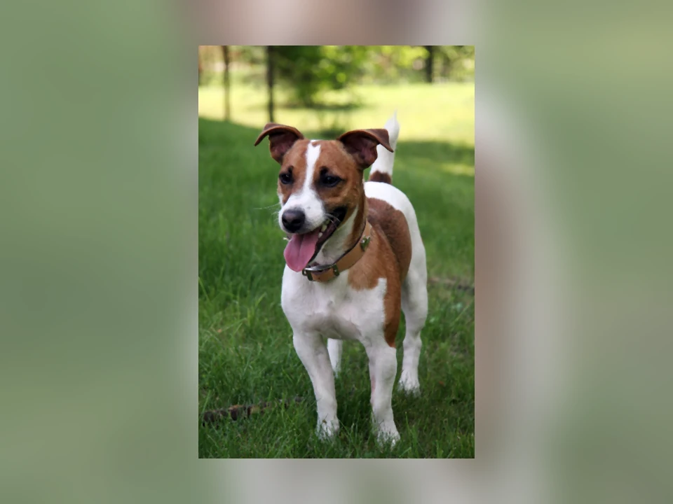 Jack Russell Terrier dog in a natural setting