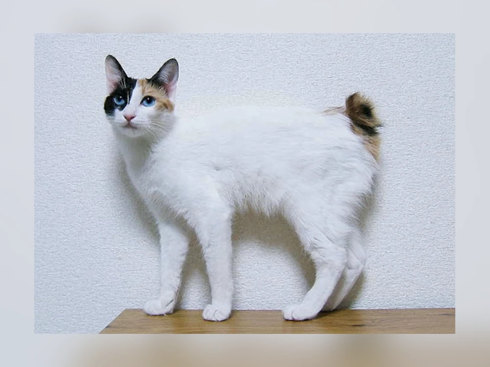Japanese Bobtail cat in a natural setting