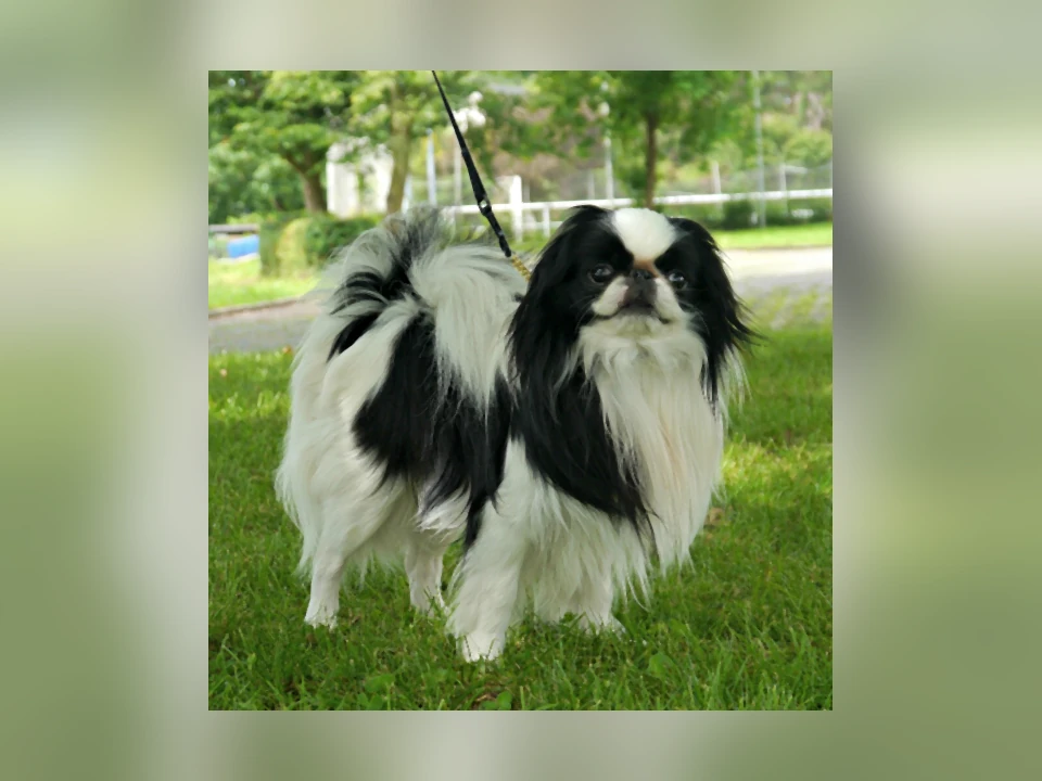Japanese Chin dog in a natural setting