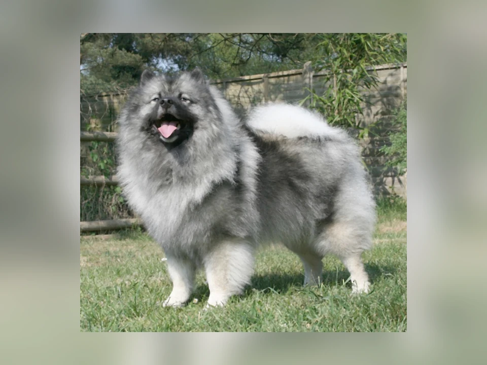 Keeshond dog in a natural setting