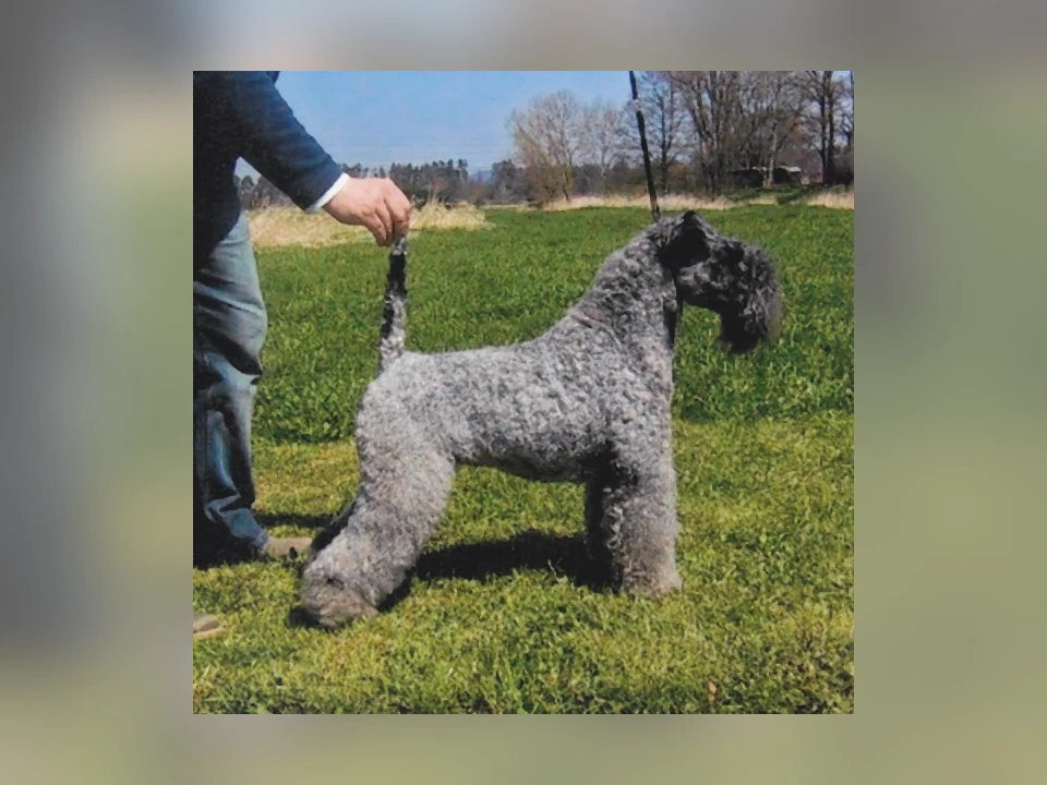 Kerry Blue Terrier dog in a natural setting