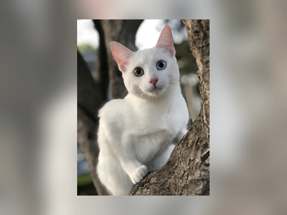 Khao Manee cat in a natural setting