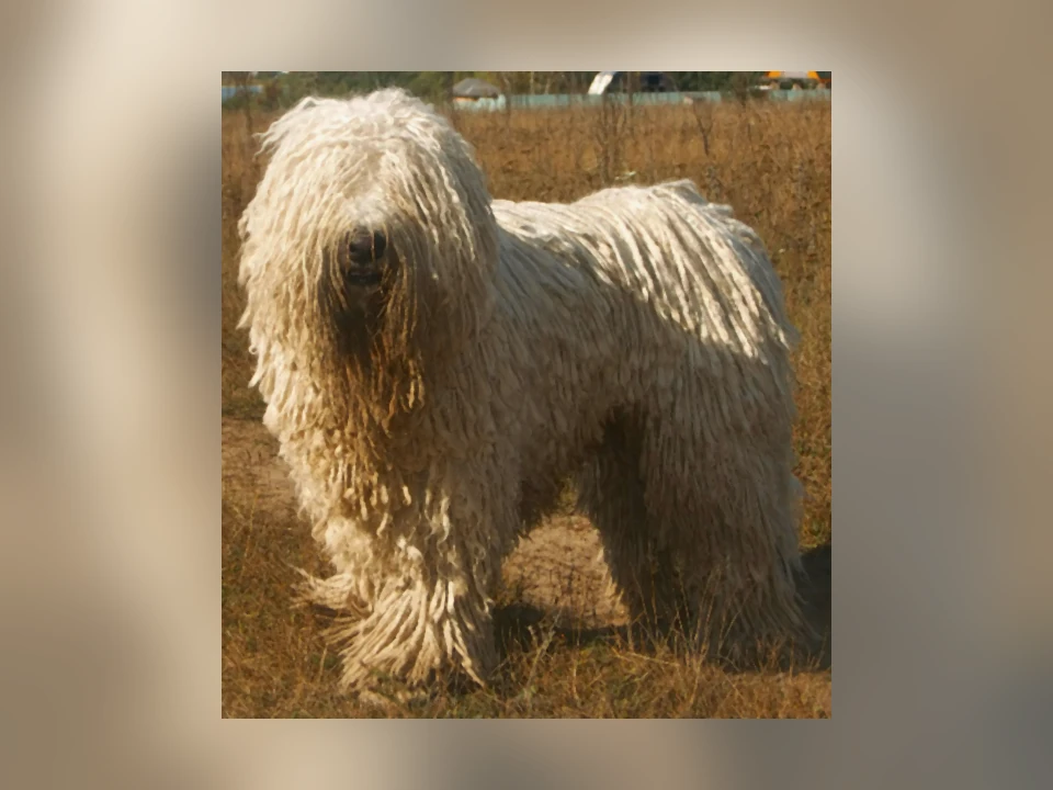 Komondor dog in a natural setting
