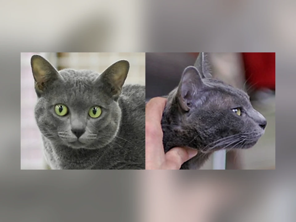 Korat cat in a natural setting