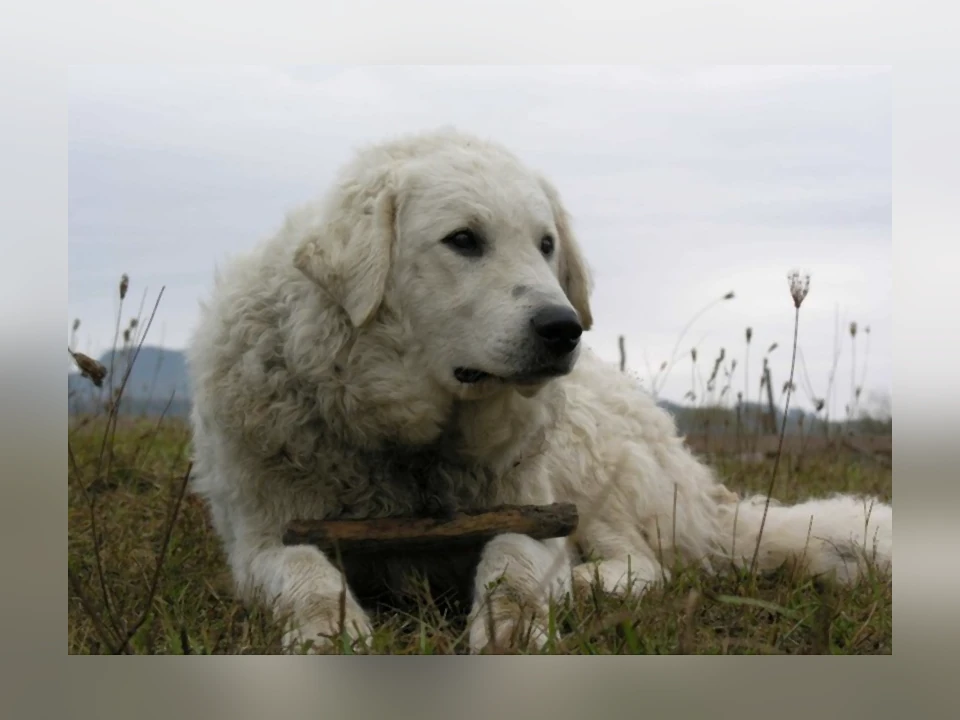 Kuvasz dog in a natural setting