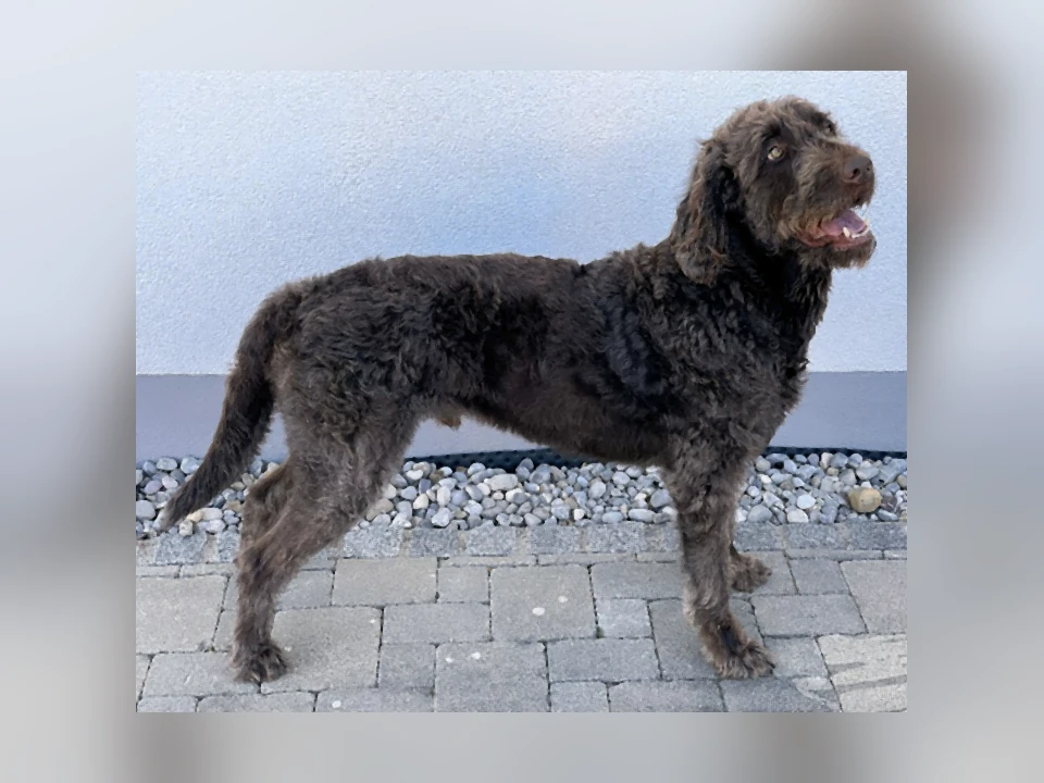 Labradoodle dog in a natural setting