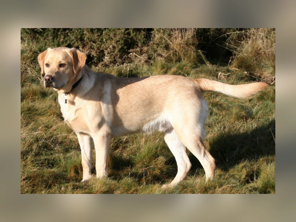 Labrador Retriever dog in a natural setting