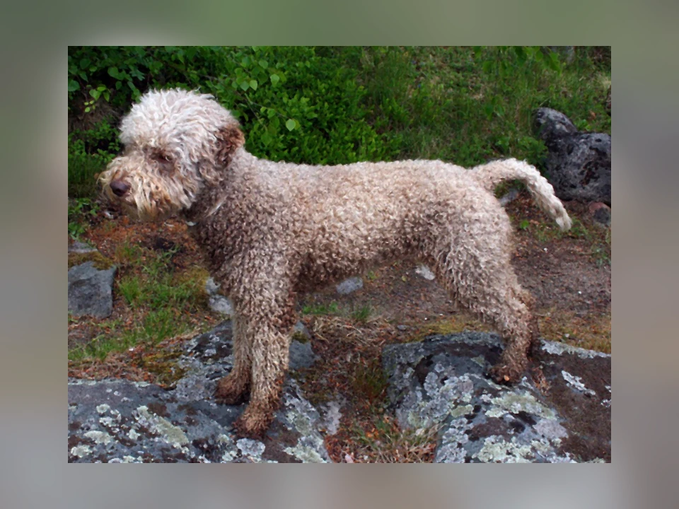 Lagotto Romagnolo dog in a natural setting