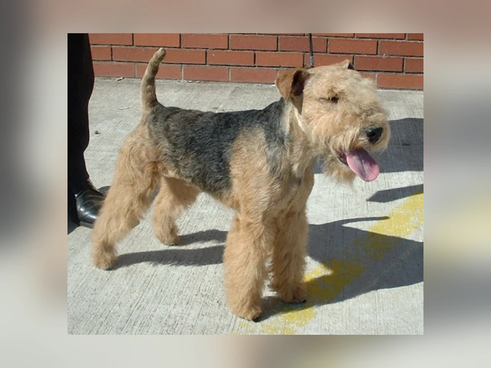 Lakeland Terrier dog in a natural setting