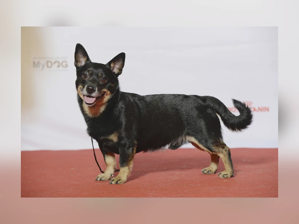 Lancashire Heeler dog in a natural setting