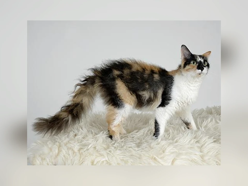 LaPerm cat in a natural setting