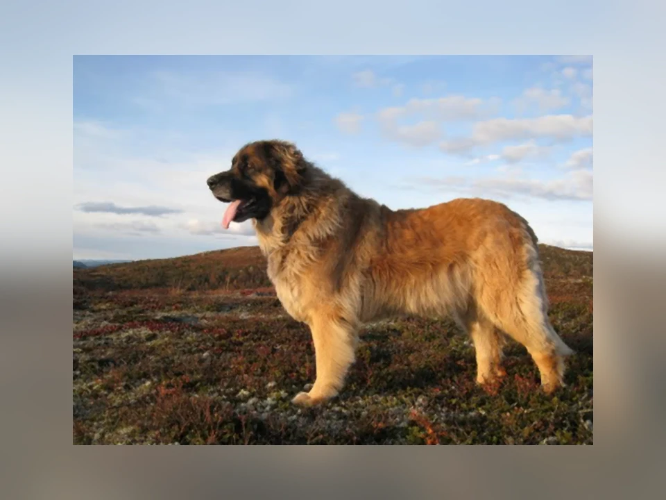 Leonberger dog in a natural setting