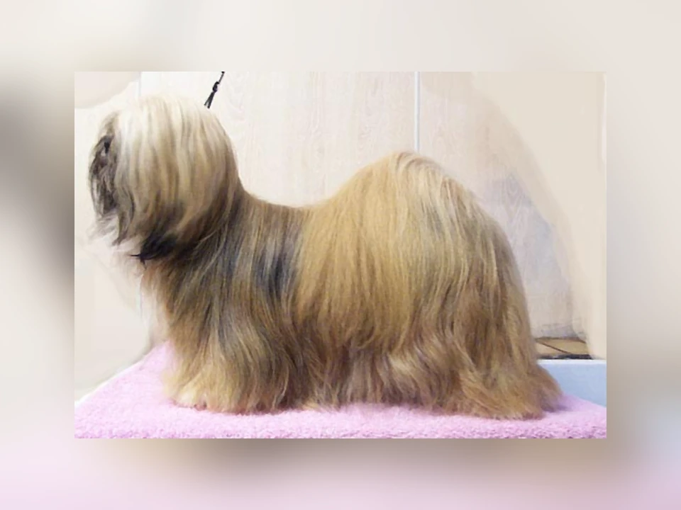 Lhasa Apso dog in a natural setting